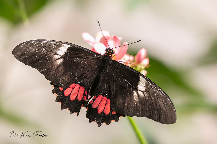 Red- oder Ruby-spotted  Swallowtail