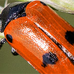 Vierpunkt-Ameisenblattkäfer