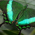 Emerald Swallowtail