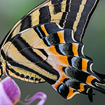 Three-tailed Swallowtail