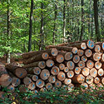 Wald und Brennholz