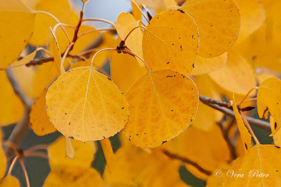 Amerikanische Zitterpappel