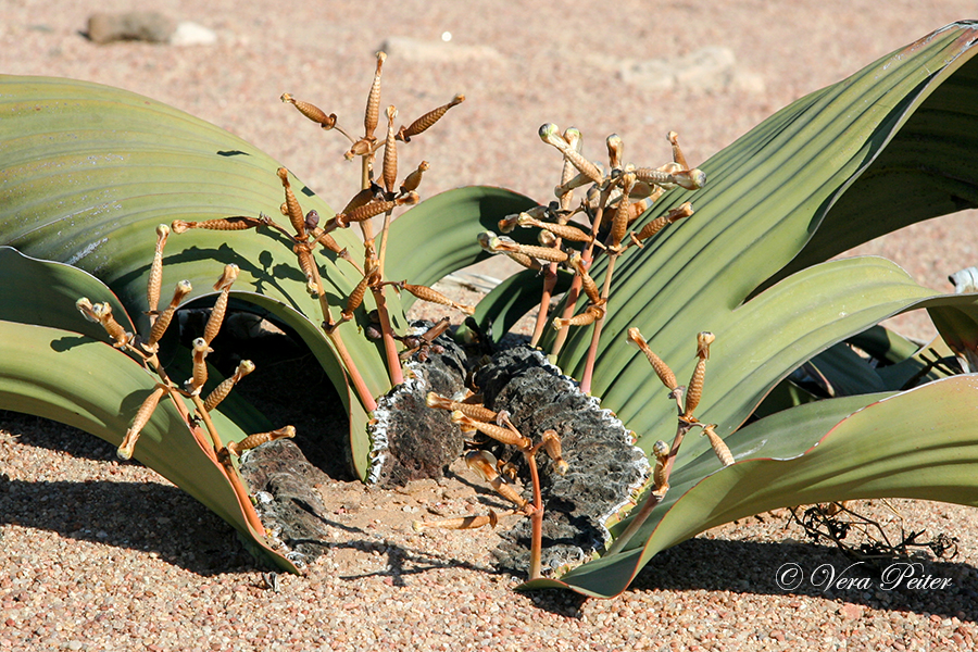 Welwitschia männliche Blüte