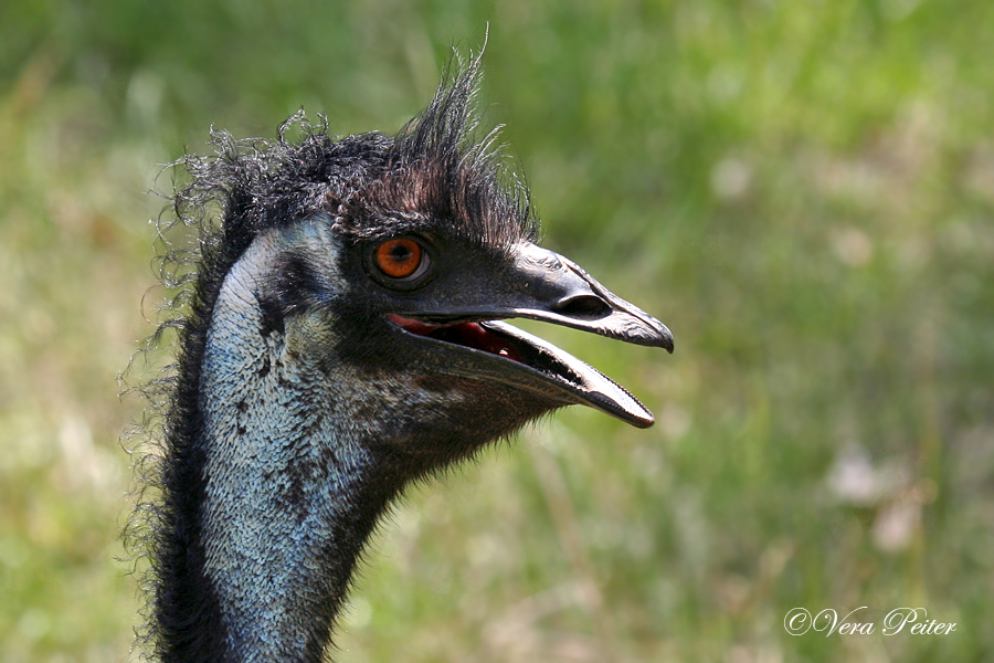 Großer Emu