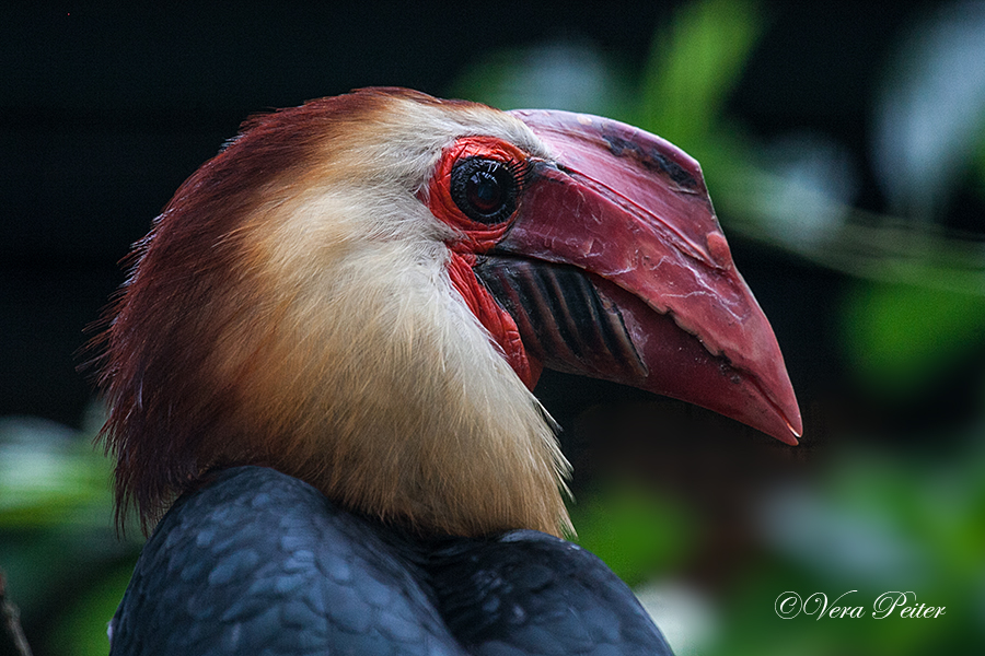 Mindanaohornvogel