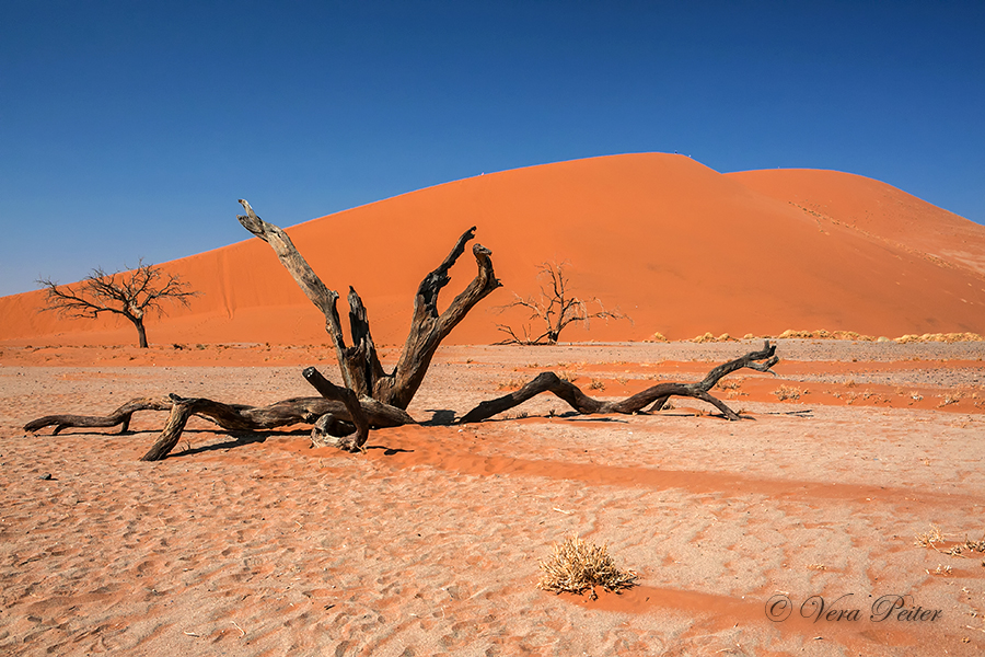 Namib - Düne 45