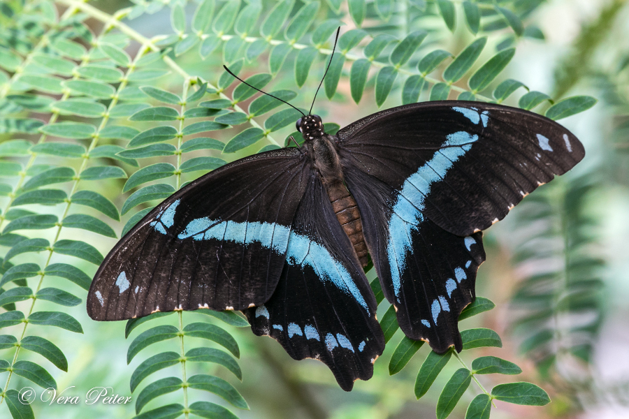 African Blue-banded Swallowtail
