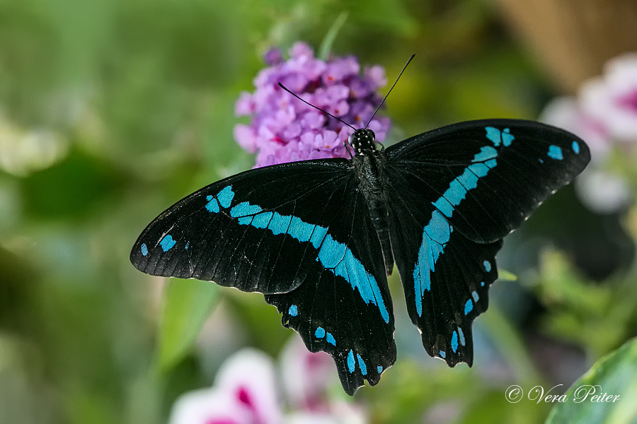 African Blue-banded Swallowtail