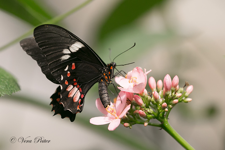 Red- oder Ruby-spotted Swallowtail