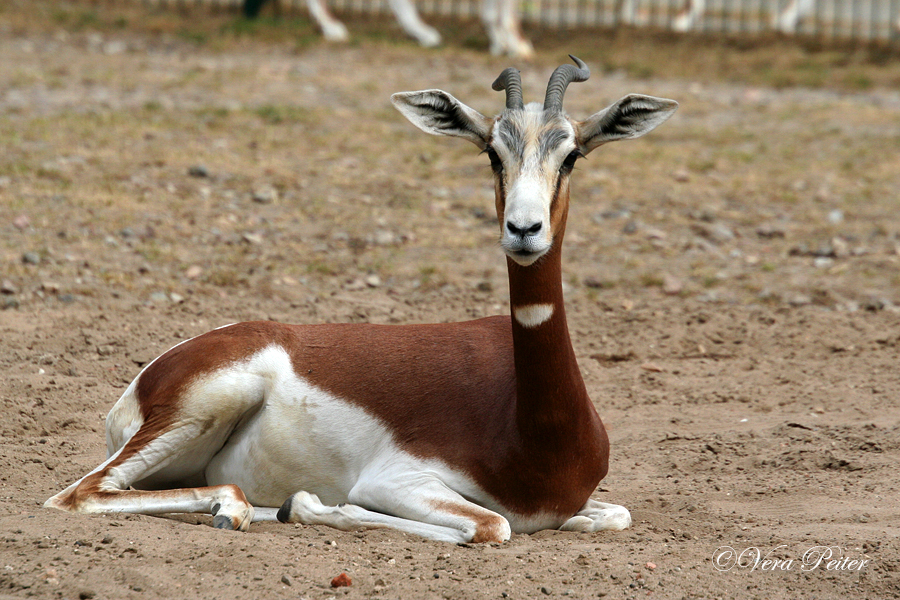 Mhorr-Gazelle