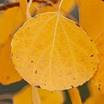 Amerikanische Zitterpappel Amerikanische Zitterpappel