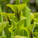 Grüne Schlauchpflanze