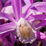 Tibet-Orchidee