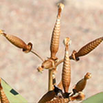 Welwitschia männliche Blüte