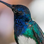 Jakobiner-Kolibri