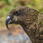 Kea