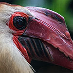 Mindanaohornvogel