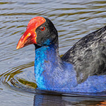Purpurhuhn Purpurhuhn