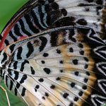 Leopard Lacewing