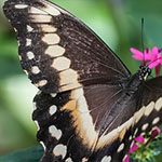 Green-banded Swallowtail