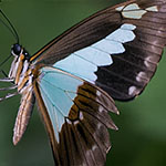 Green-banded Swallowtail