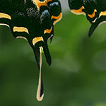 Three-tailed Swallowtail