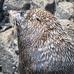 Neuseeländische Pelzrobbe (Arctocephalus forsteri)